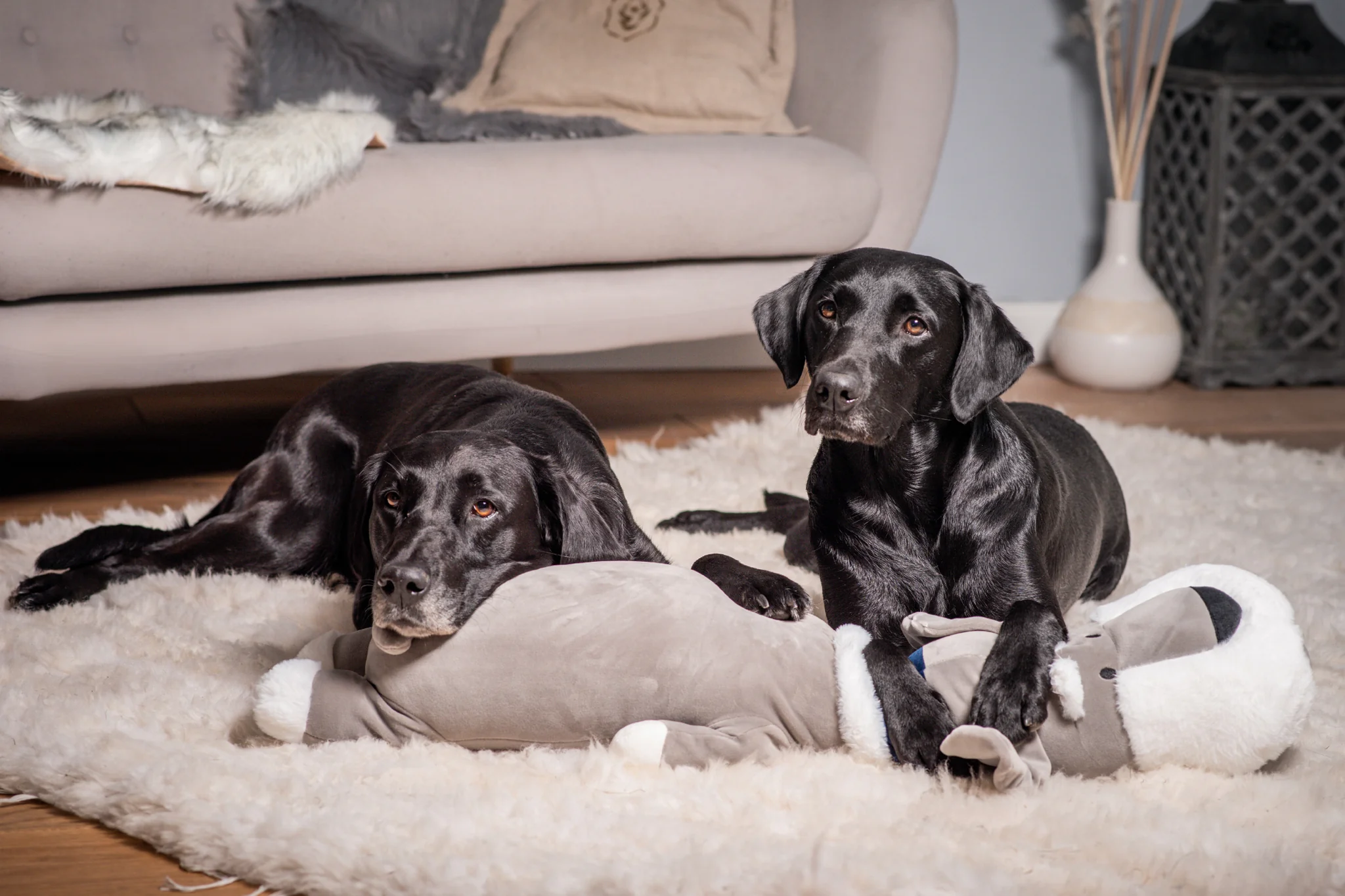 Ankuschelhund THEO - Image 2