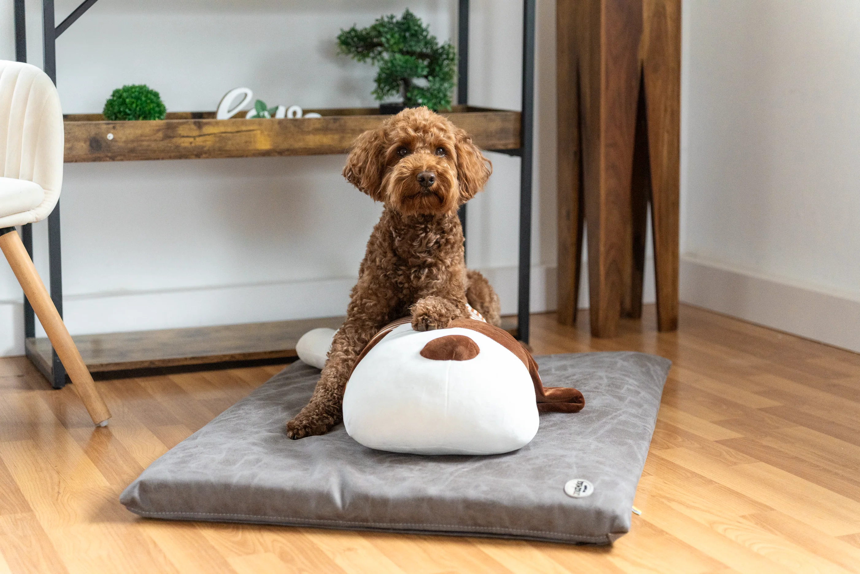 Ankuschelhund TOBI - Image 6