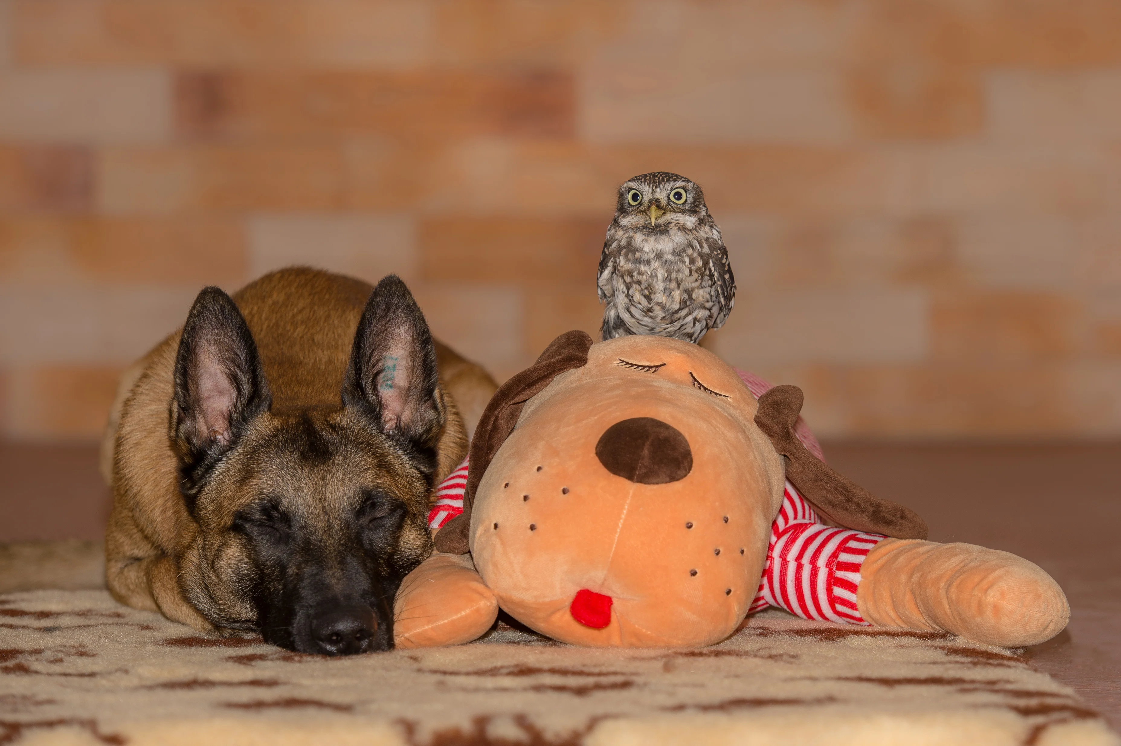Ankuschelhund TOMTE - Image 10