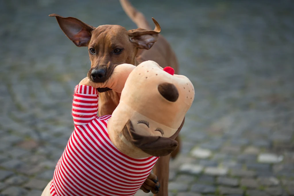 Ankuschelhund TOMTE - Image 3