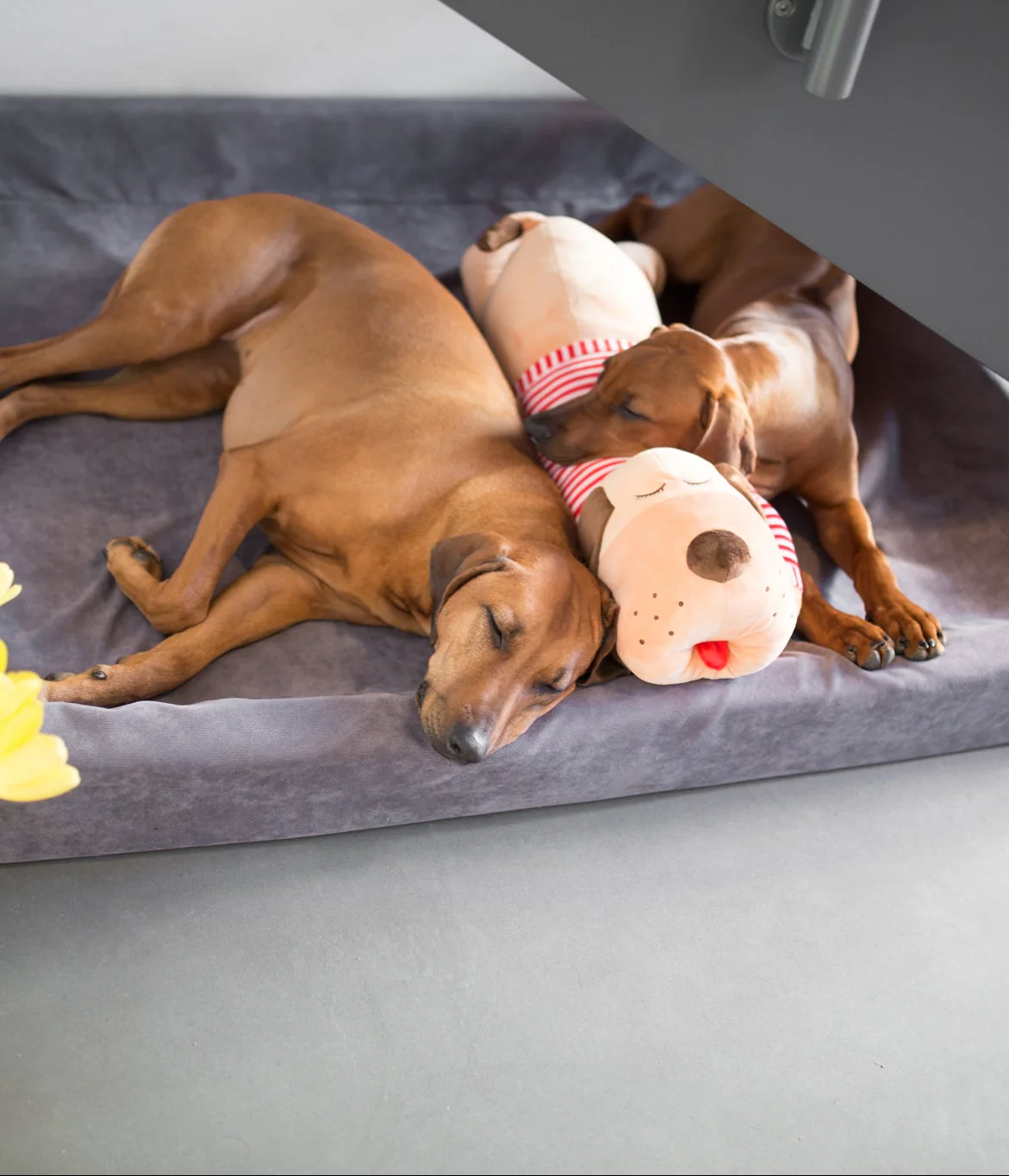 Ankuschelhund TOMTE - Image 4