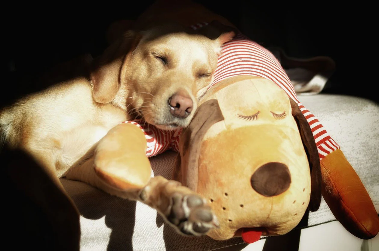 Ankuschelhund TOMTE - Image 5