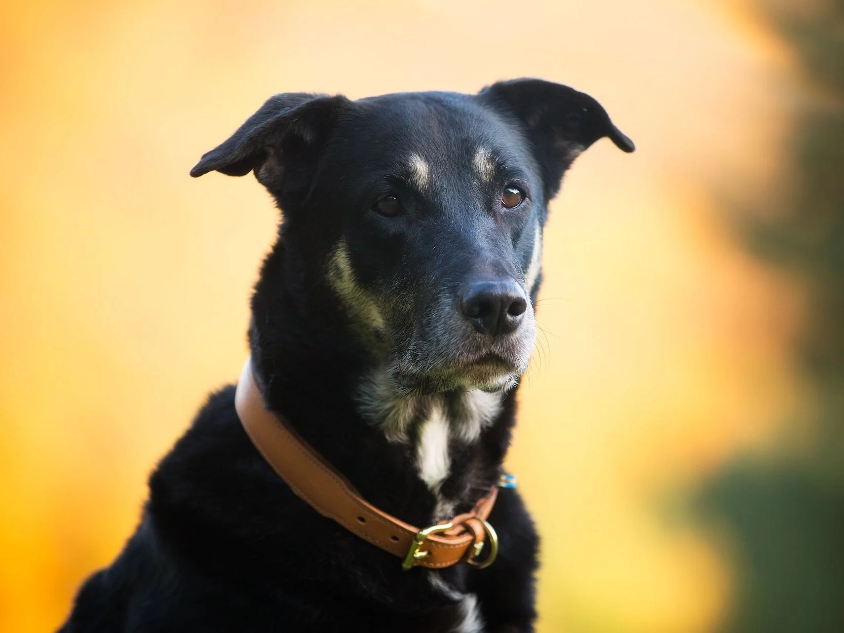 Hundehalsband CLASSIC Leder - Image 3