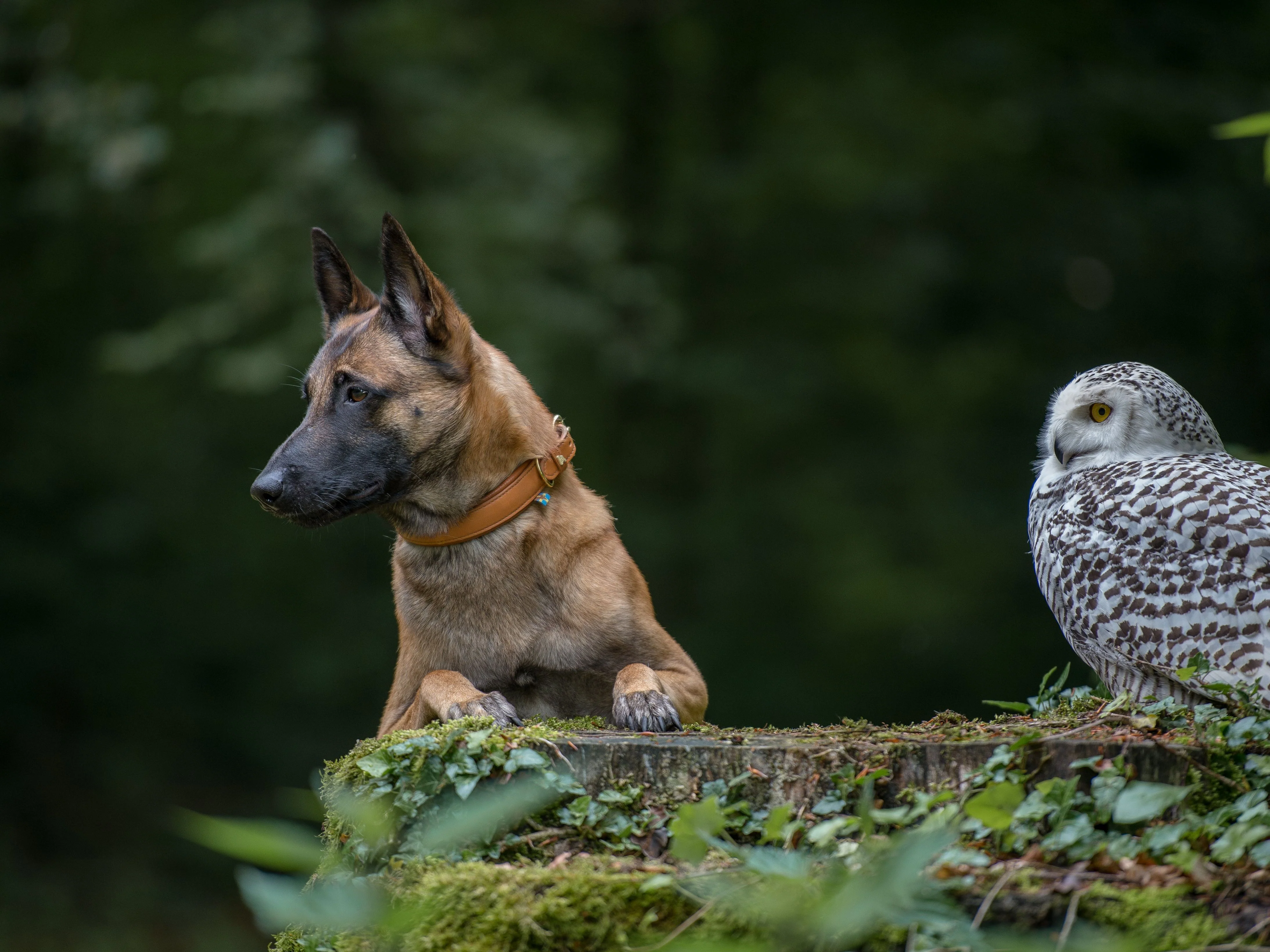 Hundehalsband CLASSIC Leder - Image 4