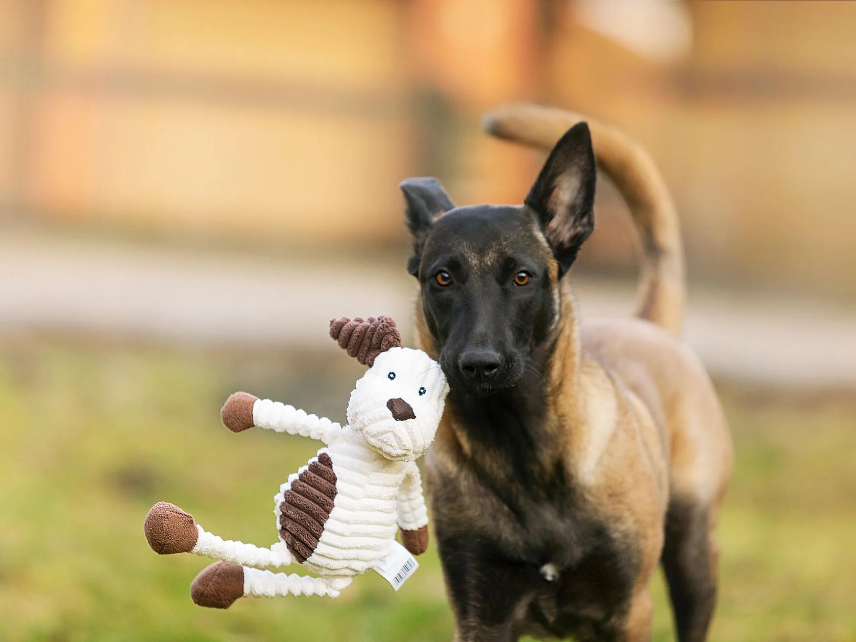 Hund MAX - Image 2
