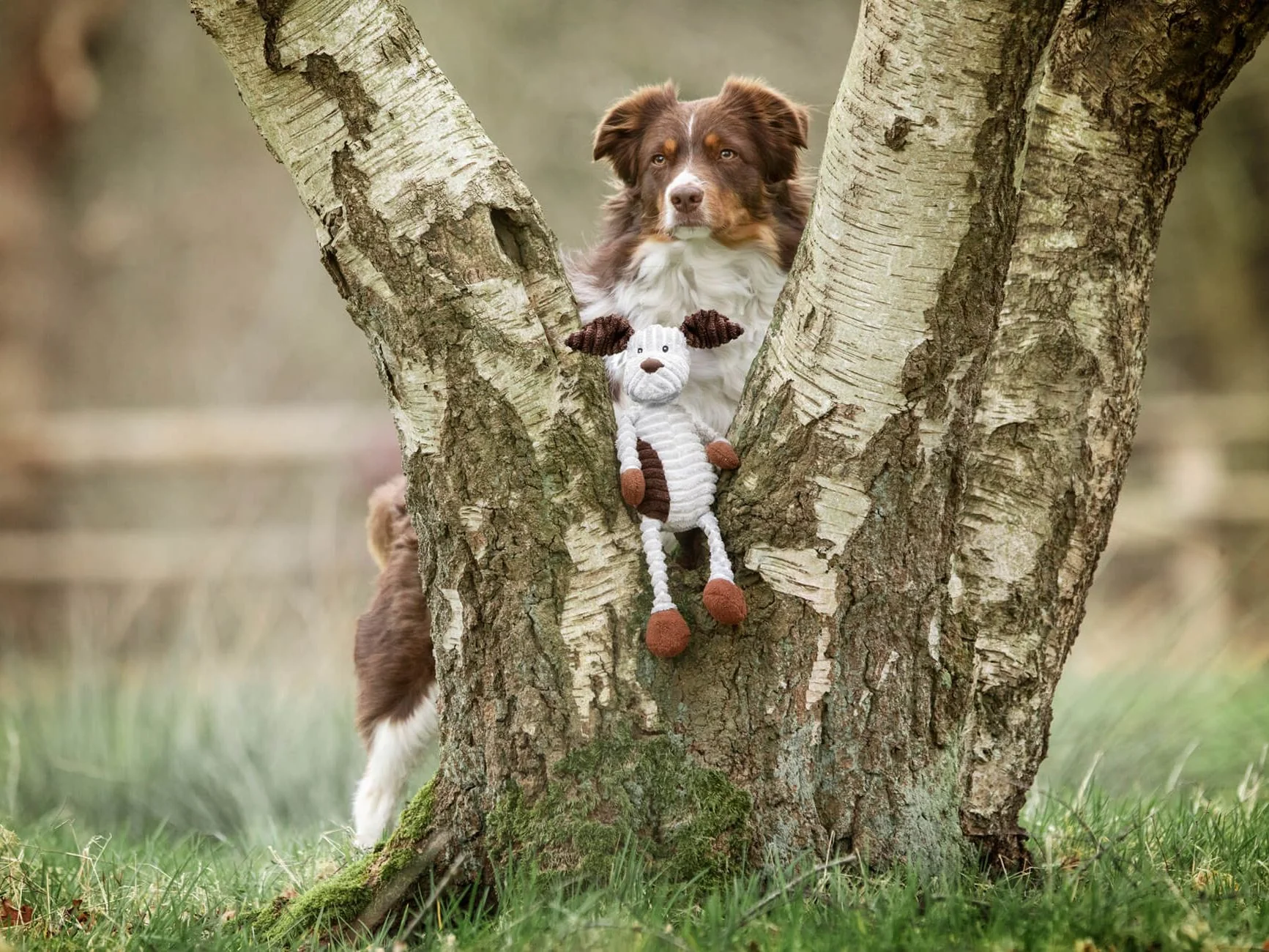 Hund MAX - Image 3