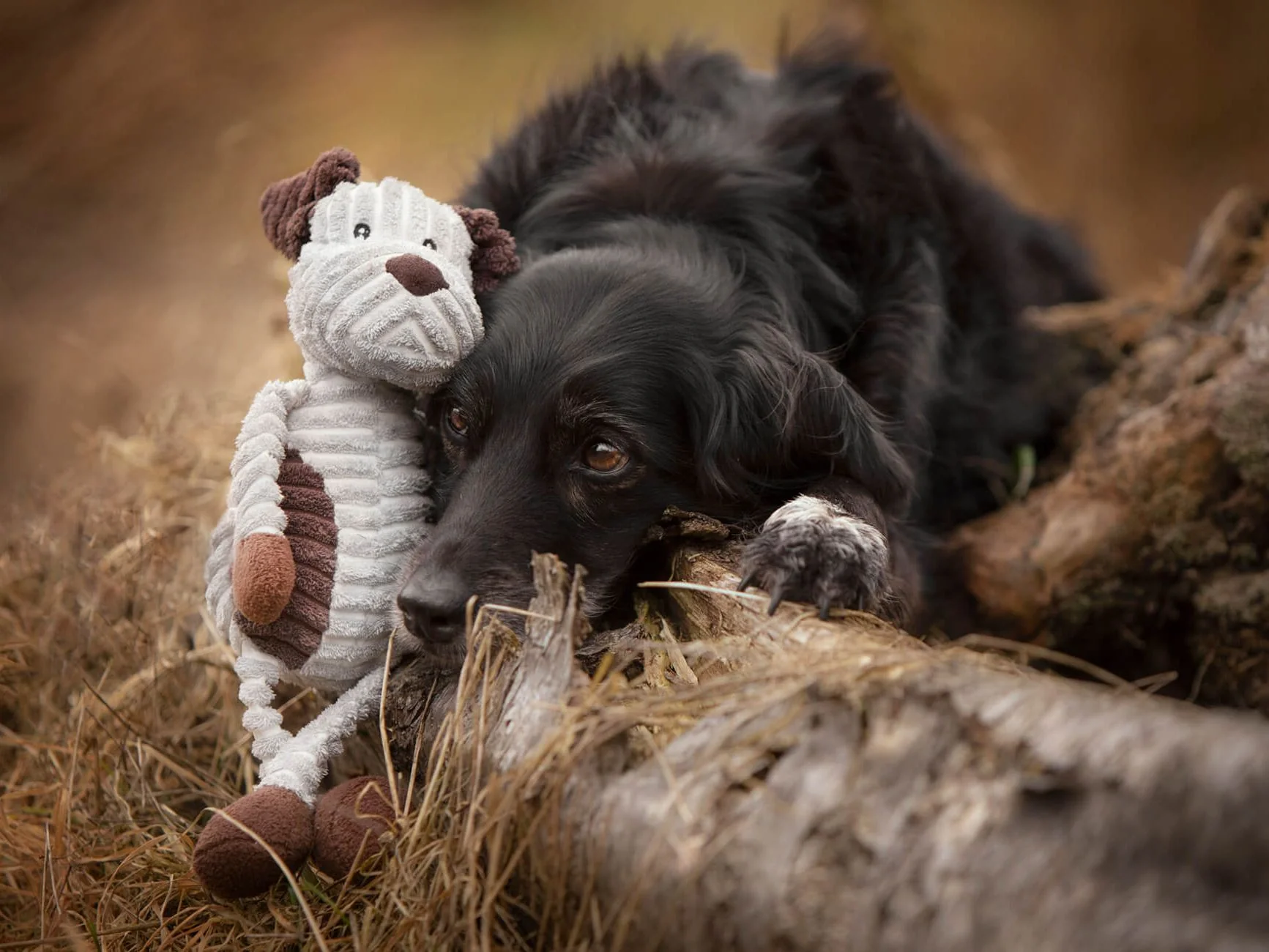 Hund MAX - Image 4