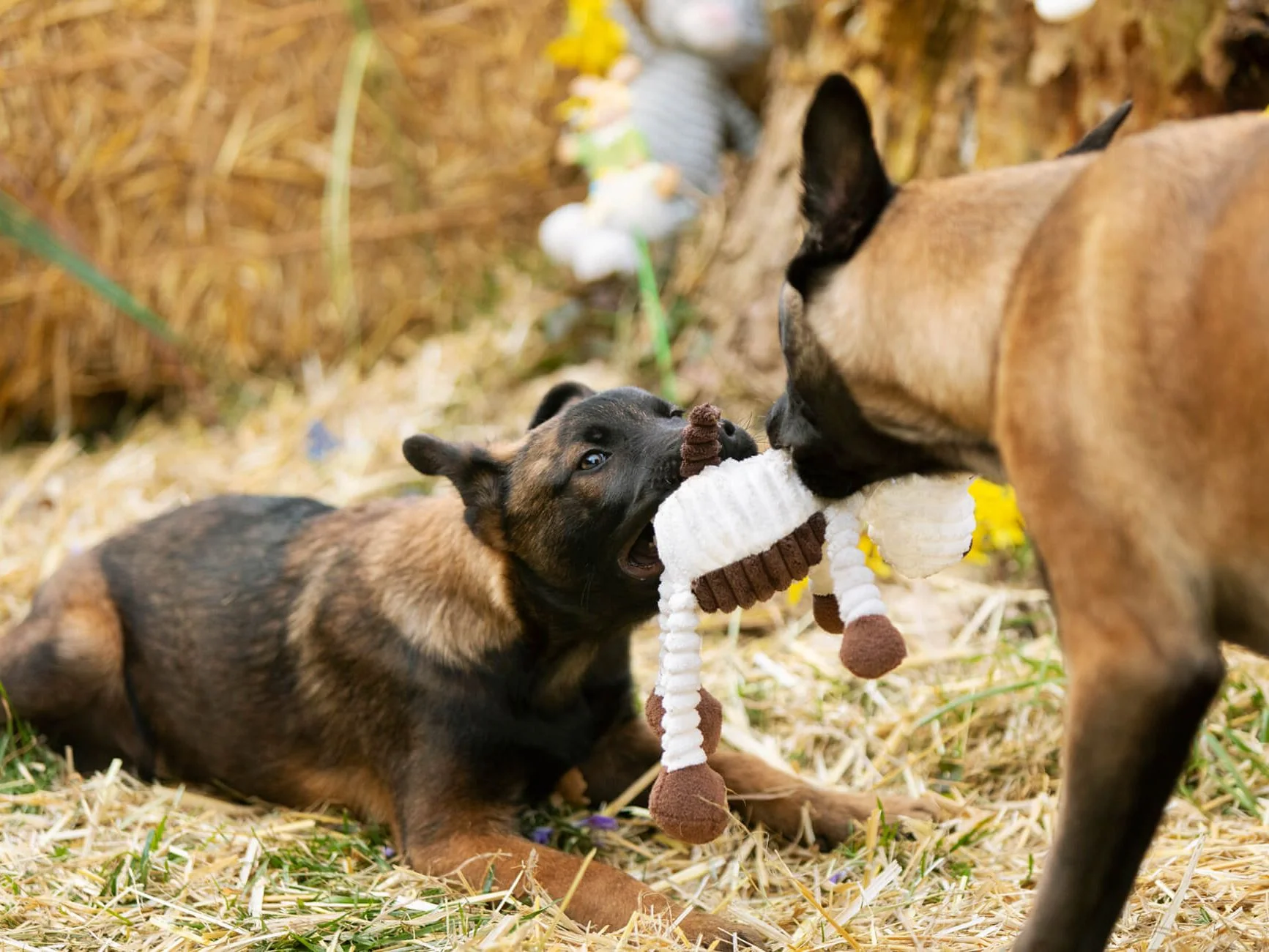 Hund MAX - Image 5
