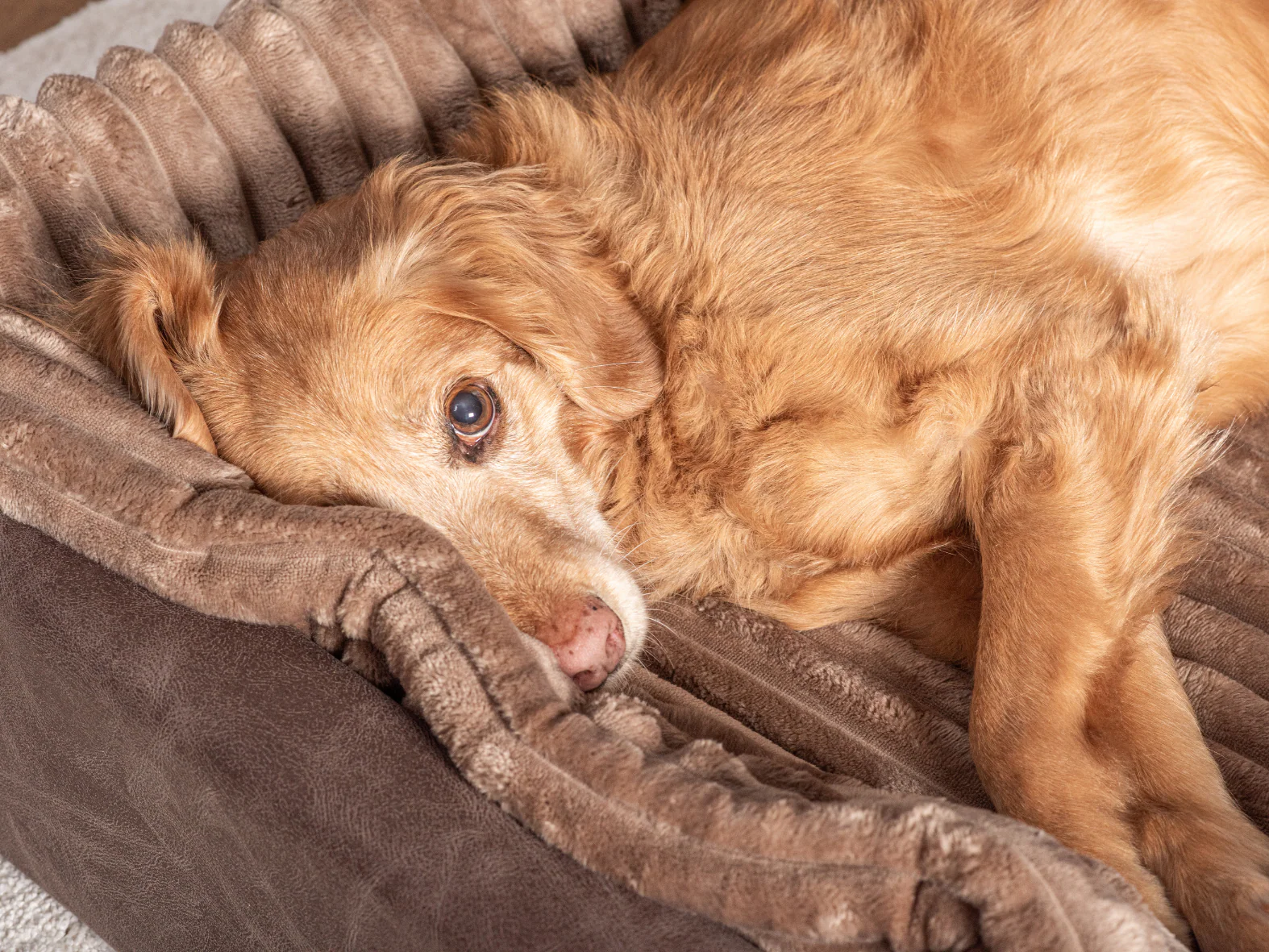 Hundebett KUDDE veganes Wildleder - Image 12