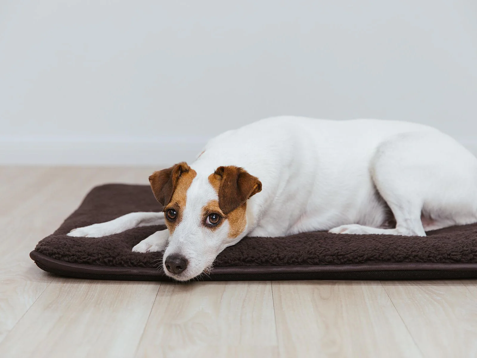 Hundematte HYGGE PAD - Image 6