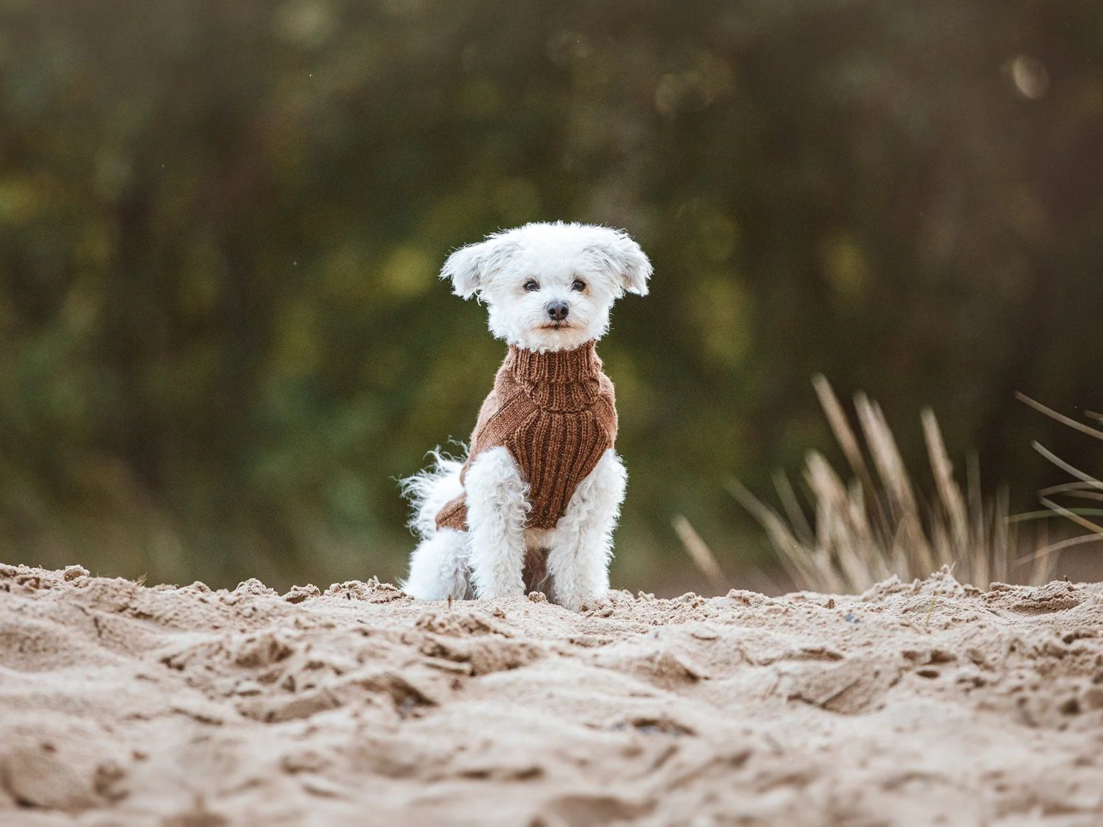 Hundepullover HIMALAYA Wolle - Image 3