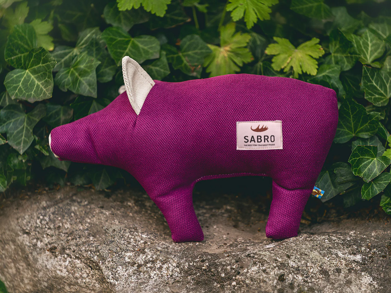 Schwein DÖRTE - Image 5